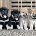 4 Shiba Inu