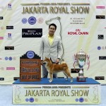 Fiore Best Of Breed Shiba