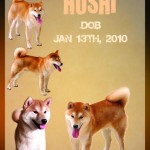 hoshi