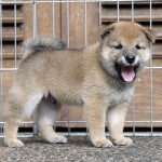 Shiba Jtn 1