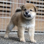 Shiba Jtn 2