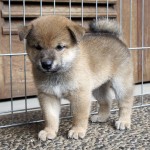 Shiba Jtn 3