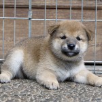 Shiba Jtn 4