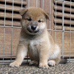 Shiba Jtn 5
