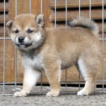 shiba1btn1