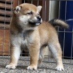 Shiba 1 Btn 2