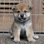 Shiba 1 Btn 3
