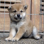 Shiba 1 Btn 4