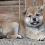Shiba 1 Btn 5