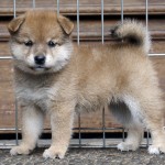 Shiba 2 Btn 1