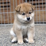 Shiba 2 Btn 2