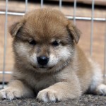 Shiba 2 Btn 3