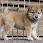 Shiba 3 Btn 1