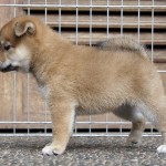 Shiba 3 Btn 2