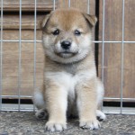 Shiba 3 Btn 3
