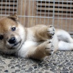 Shiba 3 Btn 4