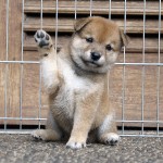 Shiba 3 Btn 5